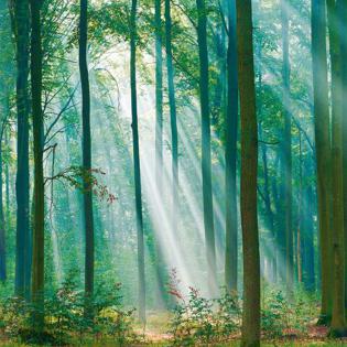 Tapeta mural Grandeco Mural Young Edition ML6301 Las duże drzewa