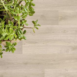 Wykładzina PCV Tarkett Evolution Albus 3 jasna deska